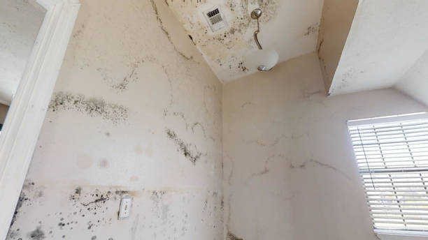 Best Crawl Space Mold Remediation  in Shady Cove, OR