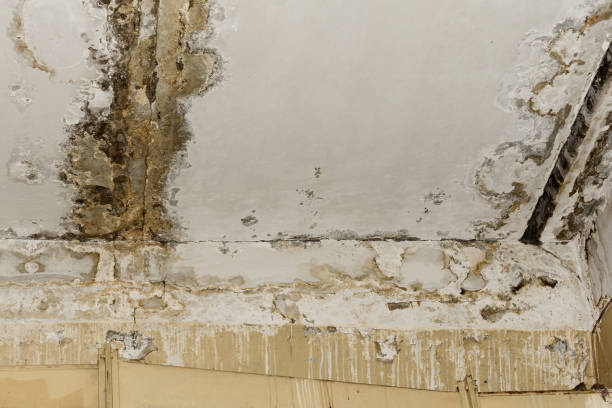 Best Mold Prevention Services  in Shady Cove, OR