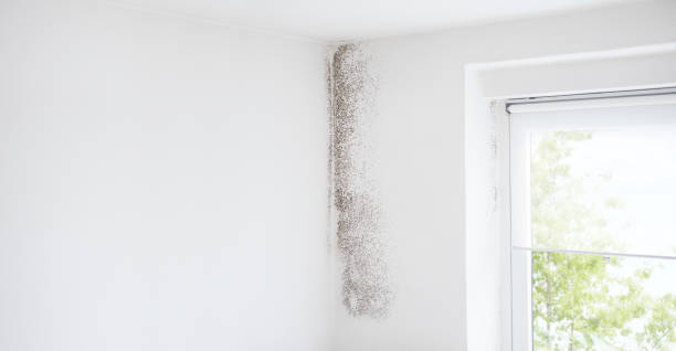 Best Forensic Mold Investigation  in Shady Cove, OR