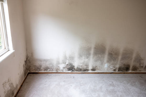 Best Mold Documentation for Insurance Claims  in Shady Cove, OR