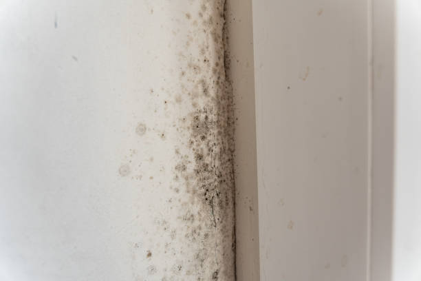 Best Comprehensive Air Testing for Mold Contaminants  in Shady Cove, OR